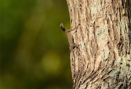 simsearch:400-04097465,k - beautiful Common Gliding Lizard or Common Flying Drago(Drago volans) in Thai forest Fotografie stock - Microstock e Abbonamento, Codice: 400-07477607