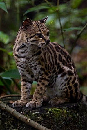 close up of an ocelot in the rain forest of Belize Stock Photo - Budget Royalty-Free & Subscription, Code: 400-07477750