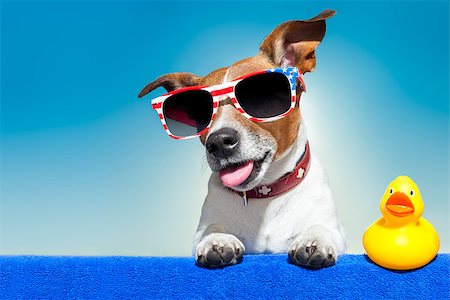 simsearch:400-07055937,k - dog sunbathing on ab blue towel with a plastic duck and fancy sunglasses Foto de stock - Royalty-Free Super Valor e Assinatura, Número: 400-07477964
