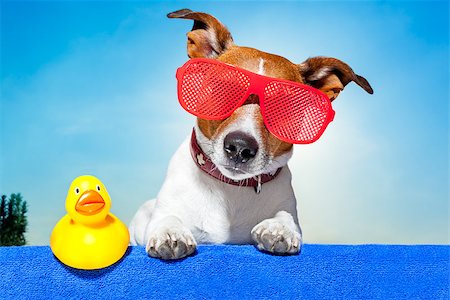 simsearch:400-07055937,k - dog sunbathing on ab blue towel with a plastic duck and fancy sunglasses Foto de stock - Royalty-Free Super Valor e Assinatura, Número: 400-07477965