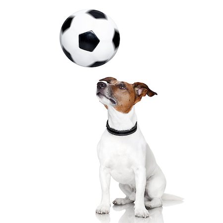 dog fan - soccer dog with spinning ball over the nose Stock Photo - Budget Royalty-Free & Subscription, Code: 400-07477961