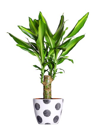 Houseplant - dracena steudneri stemm a potted plant isolated over white Photographie de stock - Aubaine LD & Abonnement, Code: 400-07478374