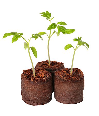 simsearch:400-08287943,k - A tomato seedling in the peat pot, isolated Foto de stock - Super Valor sin royalties y Suscripción, Código: 400-07478376