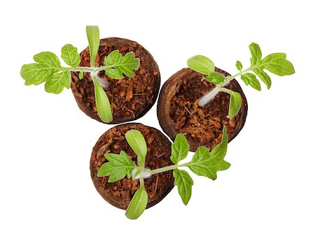 simsearch:400-08287943,k - A tomato seedling in the peat pot, isolated Foto de stock - Super Valor sin royalties y Suscripción, Código: 400-07478379