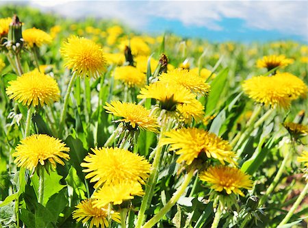 simsearch:400-07626311,k - Yellow dandelion flowers with leaves in green grass, spring photo Stock Photo - Budget Royalty-Free & Subscription, Code: 400-07478370