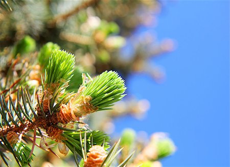 pine sprout - Young sprout on a branch of a Christmas tree. Environment. Stock Photo - Budget Royalty-Free & Subscription, Code: 400-07478371