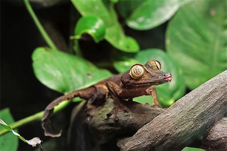 A Leaf Gecko, perched on a branch Photographie de stock - Aubaine LD & Abonnement, Code: 400-07479143