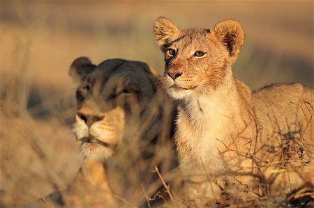 simsearch:400-06207209,k - African lioness and cub (Panthera leo) relaxing in early morning light, Kalahari desert, South Africa Fotografie stock - Microstock e Abbonamento, Codice: 400-07479397