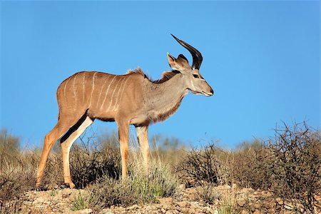 Young male kudu antelope (Tragelaphus strepsiceros) against a blue sky, Kalahari desert, South Africa Photographie de stock - Aubaine LD & Abonnement, Code: 400-07479401