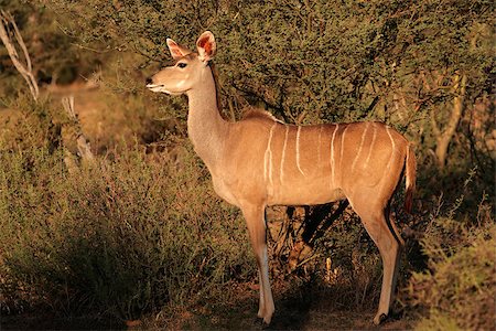 A female kudu antelope (Tragelaphus strepsiceros) in natural habitat, South Africa Photographie de stock - Aubaine LD & Abonnement, Code: 400-07479402