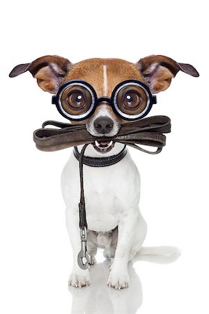 simsearch:400-07046129,k - crazy silly dumb dog with leather leash ready to go for walkies and waiting Fotografie stock - Microstock e Abbonamento, Codice: 400-07479575