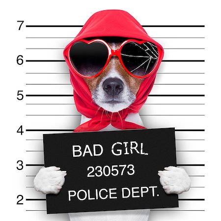 prison signage - diva lady dog posing for a lovely mugshot Stock Photo - Budget Royalty-Free & Subscription, Code: 400-07479571