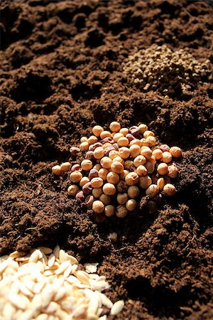 Planting Seeds Stockbilder - Microstock & Abonnement, Bildnummer: 400-07470177