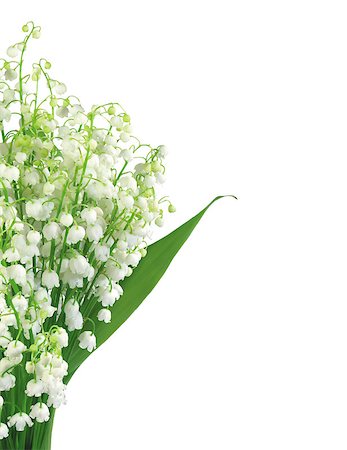 simsearch:689-03124006,k - Lily of the valley isolated on white background Photographie de stock - Aubaine LD & Abonnement, Code: 400-07470438