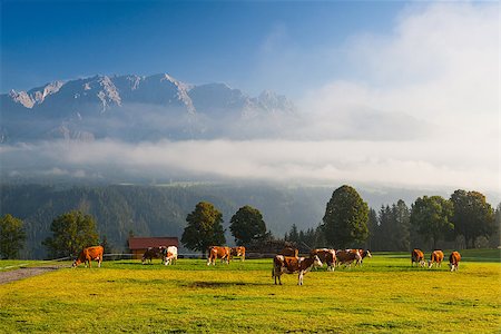 simsearch:400-07211148,k - On a farm in the high mountains in Austria Fotografie stock - Microstock e Abbonamento, Codice: 400-07470620