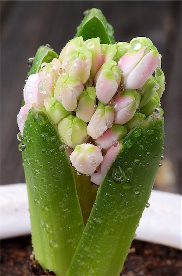 Pink Hyacinth with Leafs and Water Drops in Flower Pot isolated on Wooden background Photographie de stock - Libre de Droits (LD), Artiste: zhekos, Le code de l’image : 400-07470638