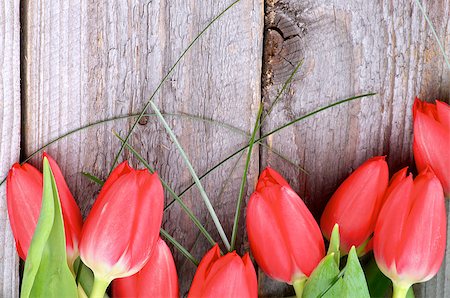 simsearch:400-08011304,k - Wooden Background with Beautiful Red Tulips and Green Grass closeup Stock Photo - Budget Royalty-Free & Subscription, Code: 400-07470641