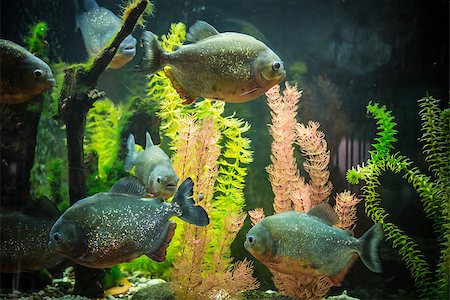 simsearch:400-06769146,k - Shoal of tropical piranha fishes in freshwater aquarium Stock Photo - Budget Royalty-Free & Subscription, Code: 400-07470704