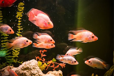 fish wood background - A green beautiful planted tropical freshwater aquarium with fishes Stock Photo - Budget Royalty-Free & Subscription, Code: 400-07470706