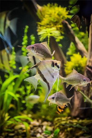 A green beautiful planted tropical freshwater aquarium with fish pterophyllum scalare Photographie de stock - Aubaine LD & Abonnement, Code: 400-07470719