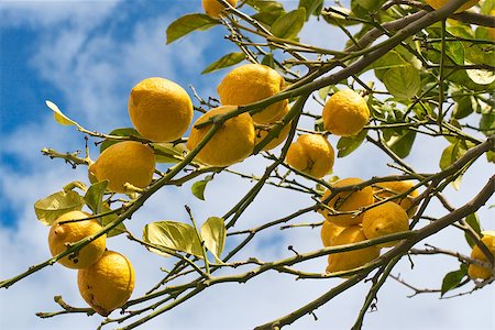 Lemon tree branch with leaves on blue sky background Stock Photo - Budget Royalty-Free & Subscription, Code: 400-07470756