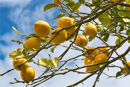 Lemon tree branch with leaves on blue sky background Foto de stock - Super Valor sin royalties y Suscripción, Código: 400-07470756