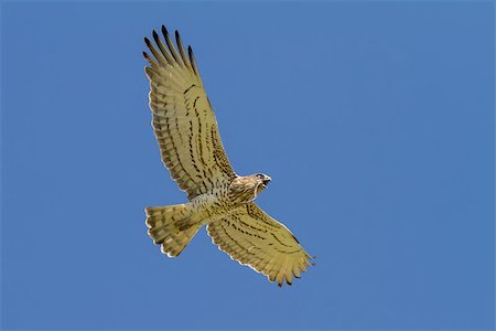 simsearch:400-07426854,k - A Short-toed Eagle (Circaetus gallicus) flying over with a snake in its mouth Stock Photo - Budget Royalty-Free & Subscription, Code: 400-07470928