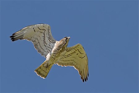 simsearch:400-07426854,k - A Short-toed Eagle (Circaetus gallicus) flying over with a snake in its mouth Stock Photo - Budget Royalty-Free & Subscription, Code: 400-07470929