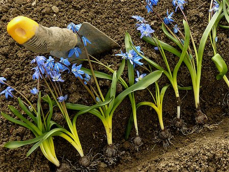 simsearch:400-07676525,k - planting siberian squill on flower bed Stockbilder - Microstock & Abonnement, Bildnummer: 400-07471287