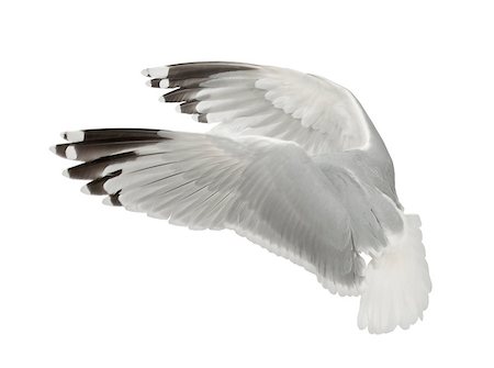 simsearch:400-07253300,k - European Herring Gull - Larus argentatus (4 years old)  plulage hivernal Photographie de stock - Aubaine LD & Abonnement, Code: 400-07471315