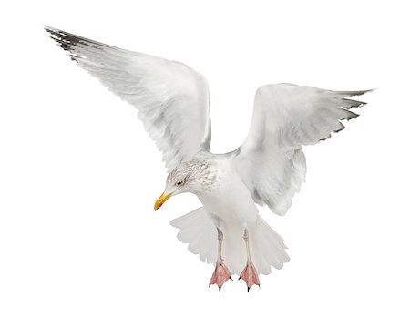 simsearch:400-07253300,k - European Herring Gull - Larus argentatus (4 years old)  plulage hivernal Photographie de stock - Aubaine LD & Abonnement, Code: 400-07471319