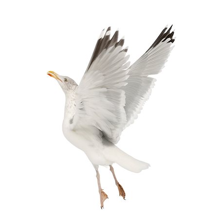 simsearch:400-07253300,k - European Herring Gull - Larus argentatus (4 years old)  plulage hivernal Photographie de stock - Aubaine LD & Abonnement, Code: 400-07471321