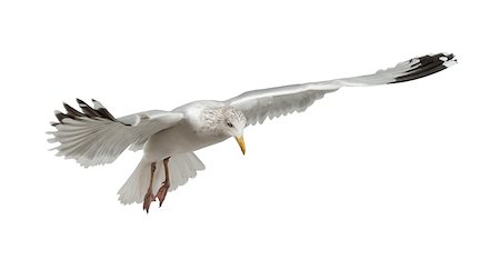 simsearch:400-07253300,k - European Herring Gull - Larus argentatus (4 years old)  plulage hivernal Photographie de stock - Aubaine LD & Abonnement, Code: 400-07471349