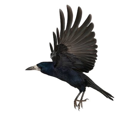 simsearch:400-07253300,k - Rook - Corvus frugilegus (3 years old) ::::  the word "crow" must be used Photographie de stock - Aubaine LD & Abonnement, Code: 400-07471377