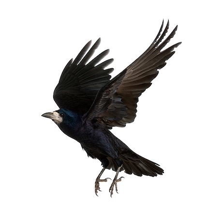 simsearch:400-07253300,k - Rook - Corvus frugilegus (3 years old) ::::  the word "crow" must be used Photographie de stock - Aubaine LD & Abonnement, Code: 400-07471380