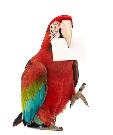 Green-winged Macaw (1 year old) holding a white card in its beak Foto de stock - Super Valor sin royalties y Suscripción, Código: 400-07471484