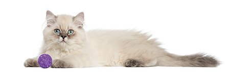 simsearch:400-07471863,k - Side view of a British Longhair kitten lying with ball, 5 months old, isolated on white Photographie de stock - Aubaine LD & Abonnement, Code: 400-07471794