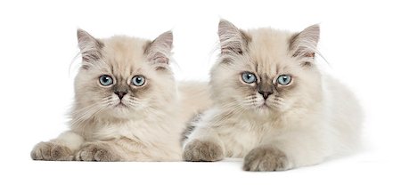 simsearch:400-07471863,k - British Longhair kittens lying and looking at the camera Photographie de stock - Aubaine LD & Abonnement, Code: 400-07471792