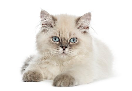 simsearch:400-07471866,k - British Longhair kitten lying, looking at the camera, 5 months old, isolated on white Photographie de stock - Aubaine LD & Abonnement, Code: 400-07471814