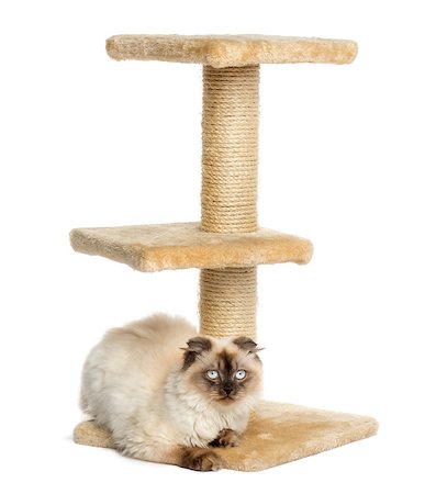 simsearch:400-07471863,k - Highland fold on a cat tree, facing the camera, isolated on white Photographie de stock - Aubaine LD & Abonnement, Code: 400-07471860