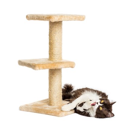 simsearch:400-07471863,k - British longhair lying down at the foot of a cat tree, isolated on white Photographie de stock - Aubaine LD & Abonnement, Code: 400-07471863