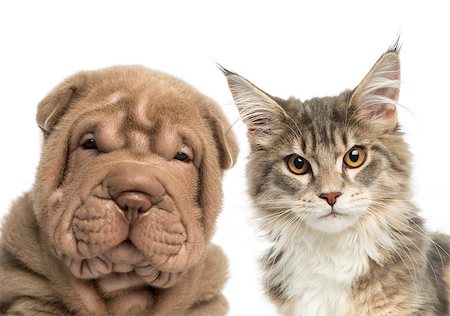 Close-up of a Maine coon kitten and Shar Pei puppy looking at the camera Stock Photo - Budget Royalty-Free & Subscription, Code: 400-07471938