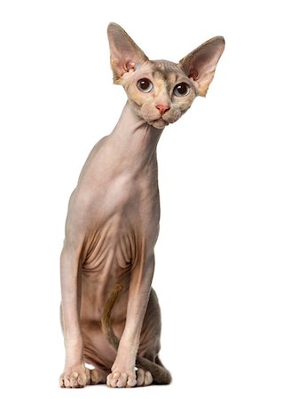 simsearch:400-06066465,k - Sphynx sitting and looking away curiously Photographie de stock - Aubaine LD & Abonnement, Code: 400-07472146
