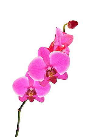 fotosintesi - Beautiful flower Orchid, pink phalaenopsis close-up isolated on white background Fotografie stock - Microstock e Abbonamento, Codice: 400-07472237
