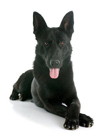 simsearch:400-07553087,k - black german shepherd in front of white background Foto de stock - Super Valor sin royalties y Suscripción, Código: 400-07472687