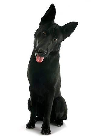 simsearch:400-07553087,k - black german shepherd in front of white background Foto de stock - Super Valor sin royalties y Suscripción, Código: 400-07472689