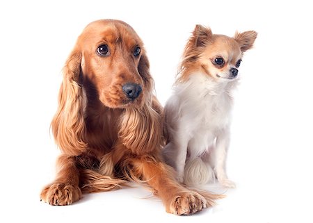 simsearch:400-07661314,k - portrait of a  purebred english cocker and chihuahua in a studio Photographie de stock - Aubaine LD & Abonnement, Code: 400-07472699