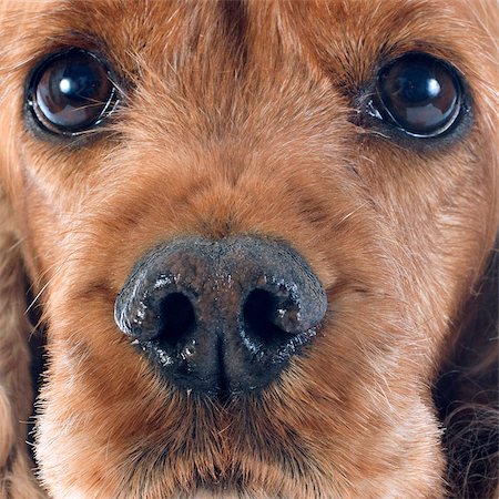 simsearch:400-05888313,k - portrait of a  purebred english cocker in a studio Photographie de stock - Aubaine LD & Abonnement, Code: 400-07472692