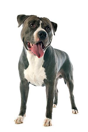 portrait of an  american staffordshire  terrier in front of white background Stockbilder - Microstock & Abonnement, Bildnummer: 400-07472709