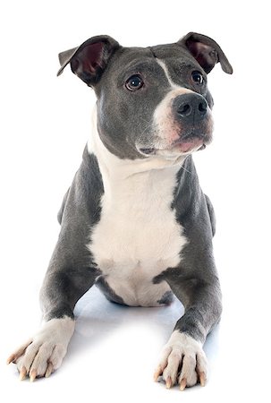simsearch:400-06565923,k - portrait of an  american staffordshire  terrier in front of white background Photographie de stock - Aubaine LD & Abonnement, Code: 400-07472703
